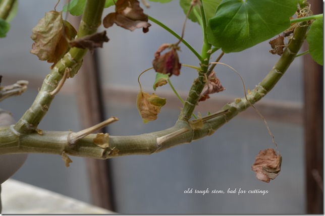 DSC_0012 DSC_0012