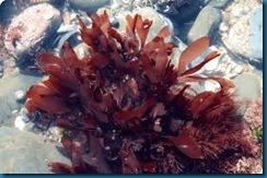 seaweed  red