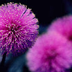 Flower039.JPG