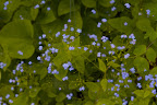 Sprays of blue flowers, similar to forget-me-nots - a related species, are borne in Spring.  They're so sweet!
