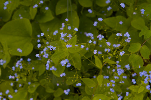 Sprays of blue flowers, similar to forget-me-nots - a related species, are borne in Spring.  They're so sweet!