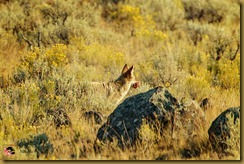 Coyote with Prey