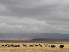 Ngorongoro Krater