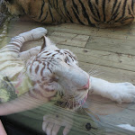 TIGERS Preservation Station - Myrtle Beach - 040510 - 11