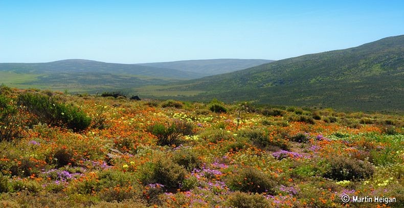 Namaqualand-flowers-0