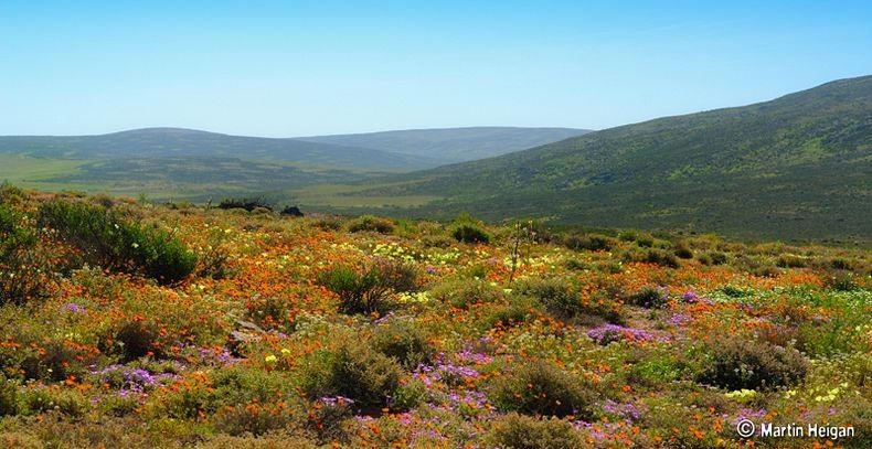 Namaqualand-flores-0 Namaqualand-flores-0