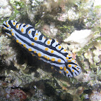 Varicose phyllidia