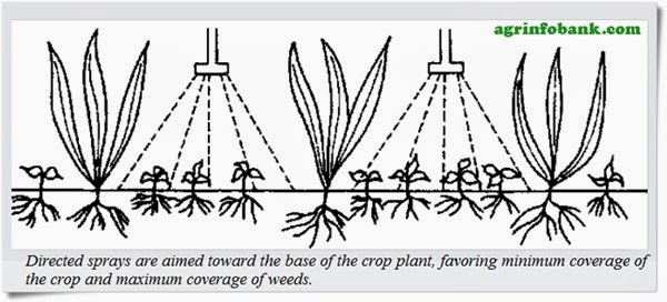 Anatomical Differences Between Crop and Weed Anatomical Differences Between Crop and Weed