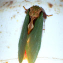 Green moth