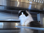 Not that there's anything cooking, but she does have a good vantage point for any morsels dropping.