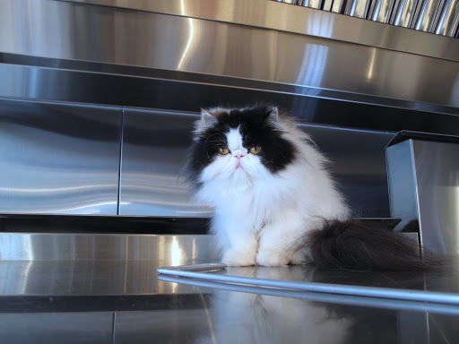 Not that there's anything cooking, but she does have a good vantage point for any morsels dropping.