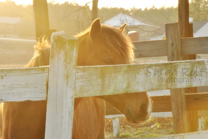 [horse-at-dusk%255B1%255D.jpg]