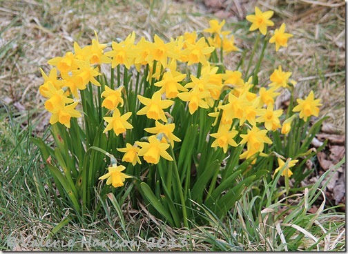 84-daffodils