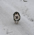 Franny, I think you're right about that restraining business.  This wet snow is no fun to play in.