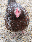 Well hello G.K.  I'm one of the hens around here and if you must know, hens lay eggs.  I think that's what you're wondering about.