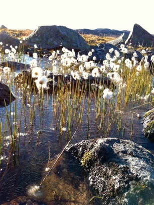 Frozen bog flora