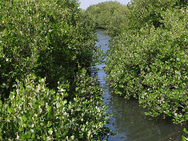[mangrove%255B5%255D.jpg]