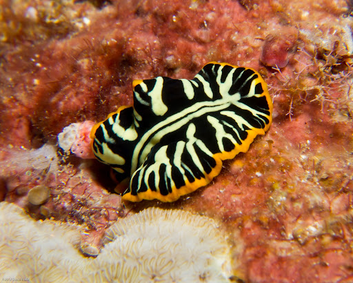 P5263609