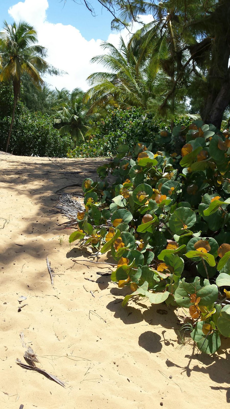 Mi Jardin Florido Loiza y Pinones