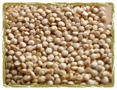 Quinoa Grain crop 027
