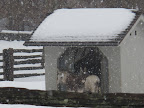 Awww.... Look at those donks all huddled together in their little shack.