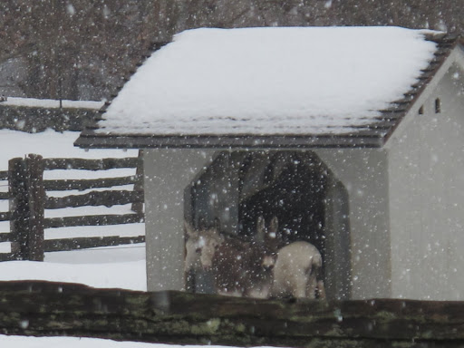 Awww.... Look at those donks all huddled together in their little shack.