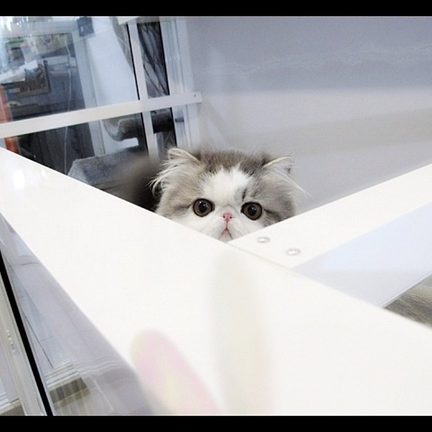 [hope-cat-instagram-2%255B2%255D.jpg]