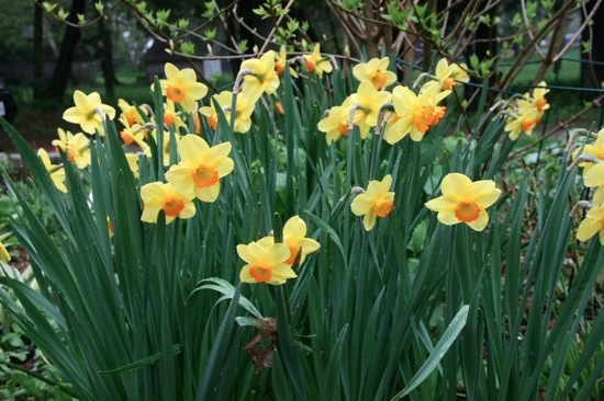 daffs1.jpg Daffs1