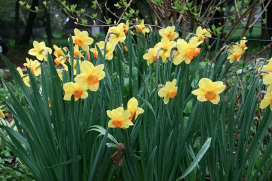 Daffs1