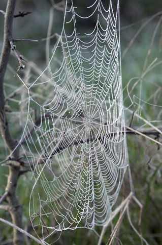 [spiderweb1%255B1%255D.jpg]