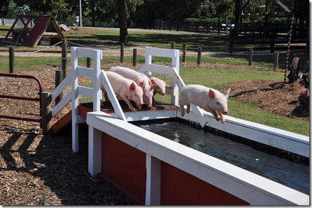 southern belle farm 100611 (54)