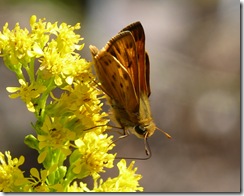 Skipper on Goldenrod
