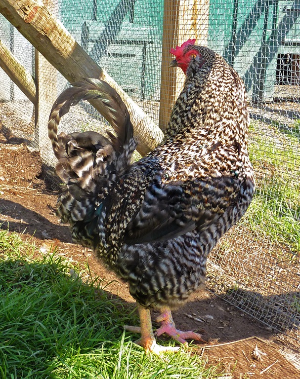 [rooster4.jpg]