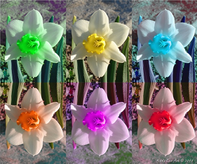 Daffodils Collage
