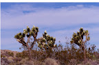 Joshua trees (Park Photo taken by Rick Parker)</p>
<p>(Pic property of Harmony Motel)