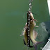 Catfish