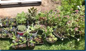 garden club plant sales