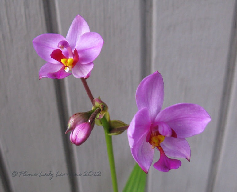 [12-21-ground-orchids3%255B5%255D.jpg]