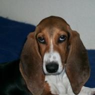 [Basset%2520Artesien%2520Normand%255B4%255D.jpg]