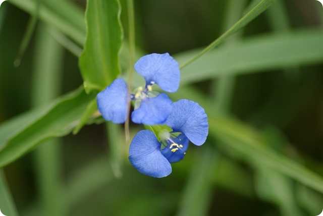 Flowers or weeds - doesn't matter, they are pretty!