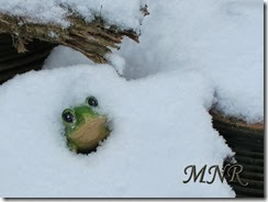 snowfrog