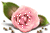 [50x33-rose-TR%255B2%255D.gif]