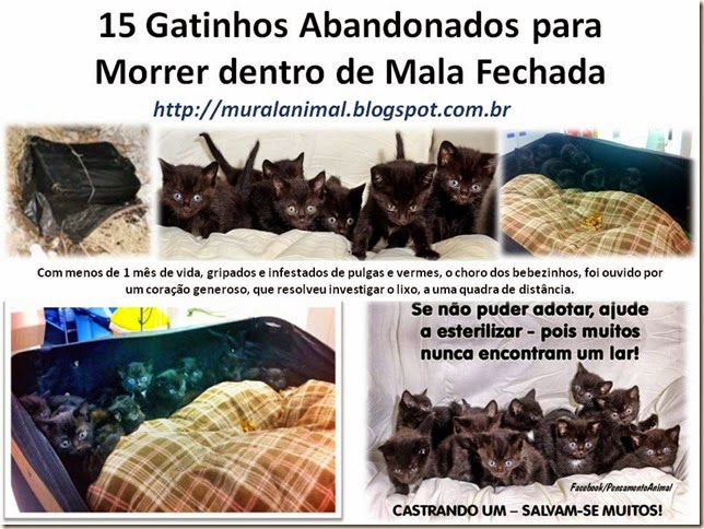 15 Gatinhos Abandonados para Morrer dentro de Mala