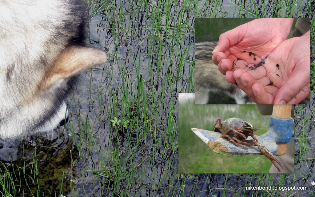 [tadpoles%2520%2526%2520lilacs%255B4%255D.jpg]
