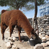 Lama