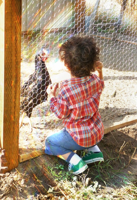 [grayson-chicken6.jpg]