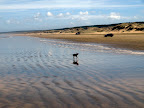 Doggy jogging on the 90 miles beach