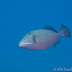 P4288036