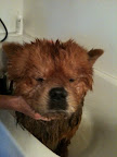 Karen, thank you for giving me a bath and grooming me before my first show!  I want to look my very best.