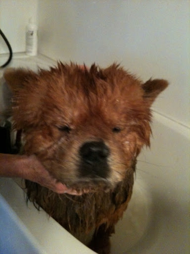 Karen, thank you for giving me a bath and grooming me before my first show!  I want to look my very best.